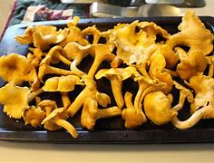 Chanterelles